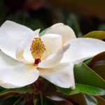 A flor elegante que está dominando os lares urbanos em 2025