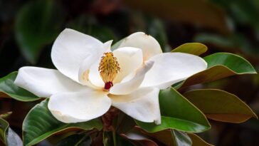 A flor elegante que está dominando os lares urbanos em 2025