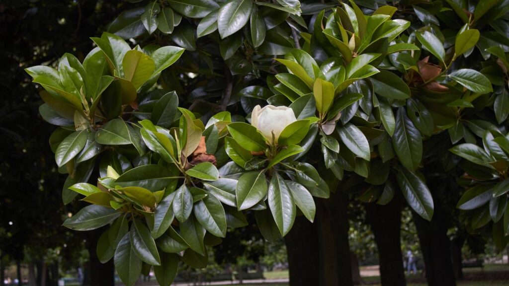 A flor elegante que está dominando os lares urbanos em 2025