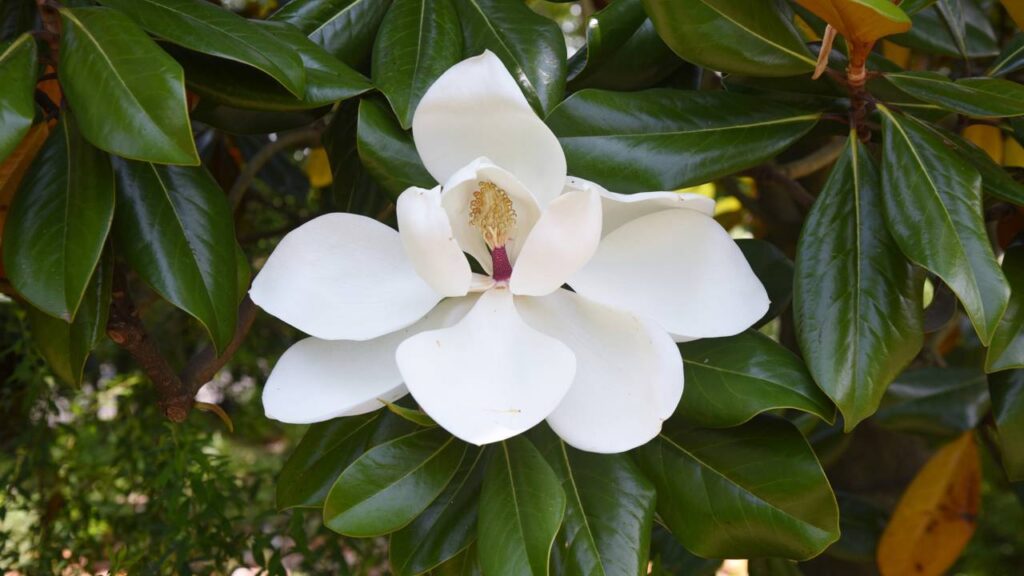 A flor elegante que está dominando os lares urbanos em 2025