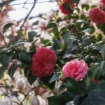 Essa árvore transformou o cheiro da minha casa e o resultado é surpreendente