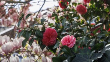 Essa árvore transformou o cheiro da minha casa e o resultado é surpreendente