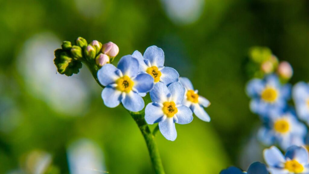 Você só precisa dessas 3 flores para ter um jardim colorido e sem esforço neste verão