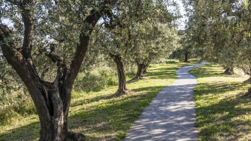 Oliveiras se adaptam a qualquer terreno / Créditos: depositphotos.com / Nowhereman