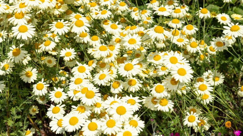 Estas plantas aumentam os mosquitos no jardim e quase ninguém sabe