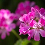 Transforme sua varanda num refúgio perfumado e livre de mosquitos