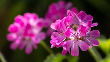 Transforme sua varanda num refúgio perfumado e livre de mosquitos
