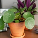 A planta mais poderosa para atrair prosperidade e boas energias