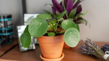 A planta mais poderosa para atrair prosperidade e boas energias