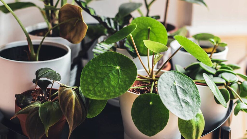 A planta mais poderosa para atrair prosperidade e boas energias