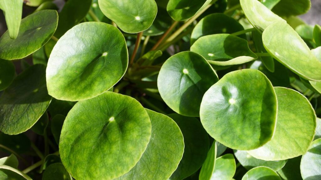 A planta mais poderosa para atrair prosperidade e boas energias