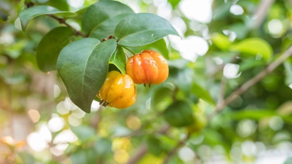 Árvore de pequeno porte, muito produtiva e resistente, ideal para espaços reduzidos e também para cultivo em vasos / Créditos: depositphotos.com / plepraisaeng