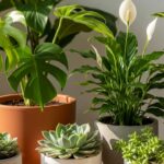 Os benefícios surpreendentes de cuidar de várias plantas no dia a dia