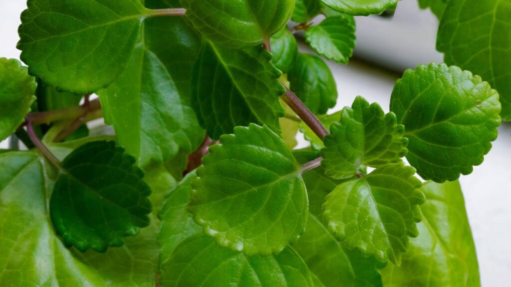 Como cultivar a planta do dinheiro e atrair boas energias para o lar