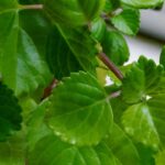 Os 5 cuidados essenciais para cultivar a planta do dinheiro em casa