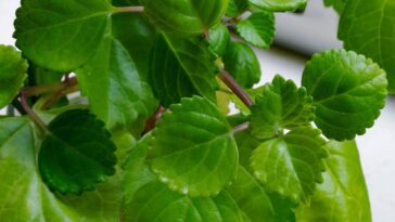 Como cultivar a planta do dinheiro e atrair boas energias para o lar