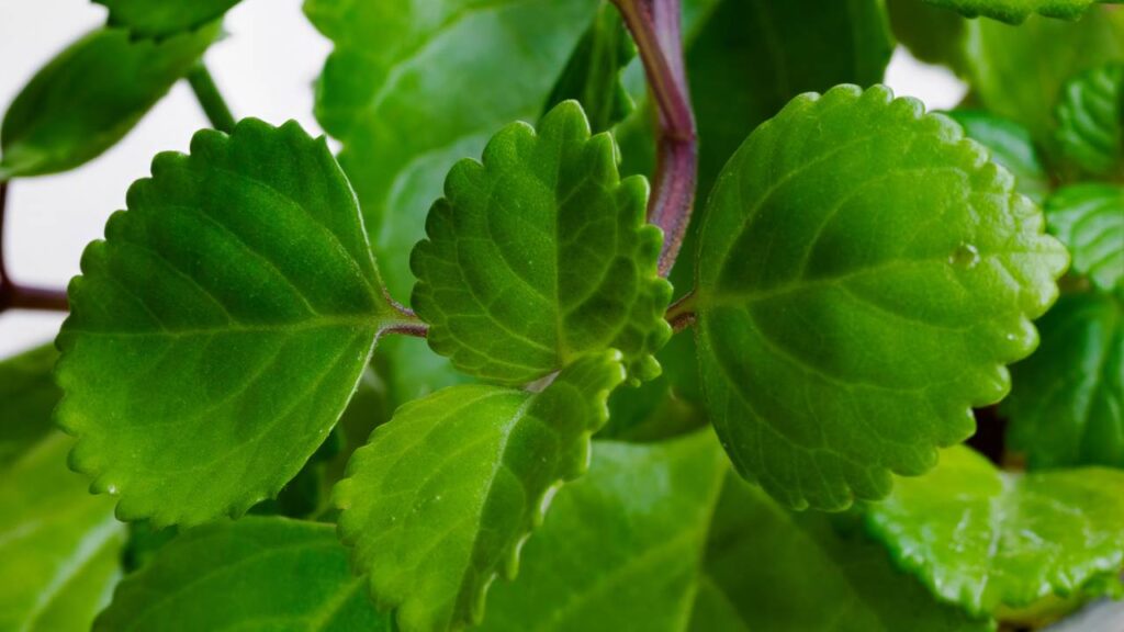 Os 5 cuidados essenciais para cultivar a planta do dinheiro em casa