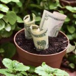 Como cultivar a planta do dinheiro e atrair boas energias para o lar