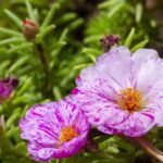 A planta que transforma qualquer jardim em refúgio de beija-flores