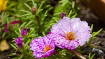 A planta que transforma qualquer jardim em refúgio de beija-flores