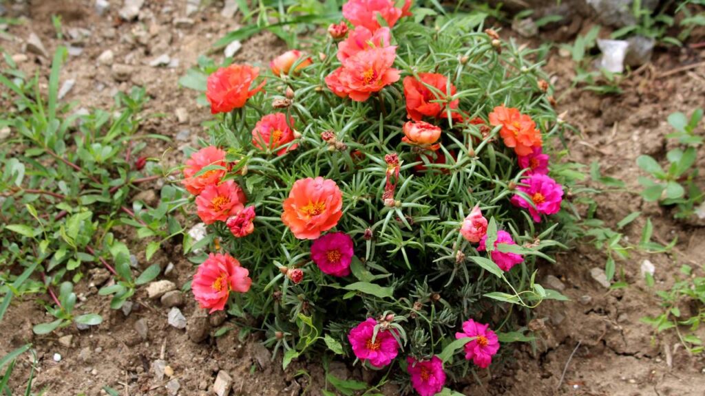 A planta que transforma qualquer jardim em refúgio de beija-flores