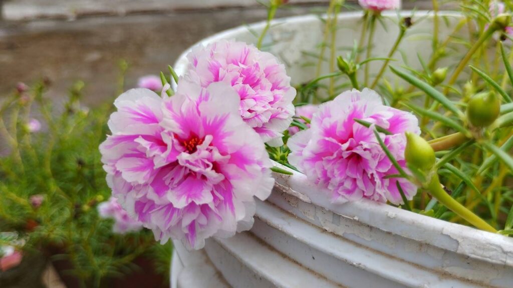 A planta que transforma qualquer jardim em refúgio de beija-flores