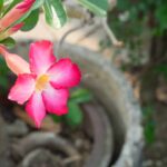 A flor mais prática e colorida para plantar em qualquer cantinho