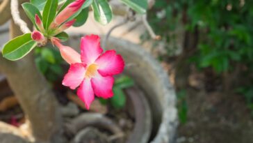 A flor mais prática e colorida para plantar em qualquer cantinho