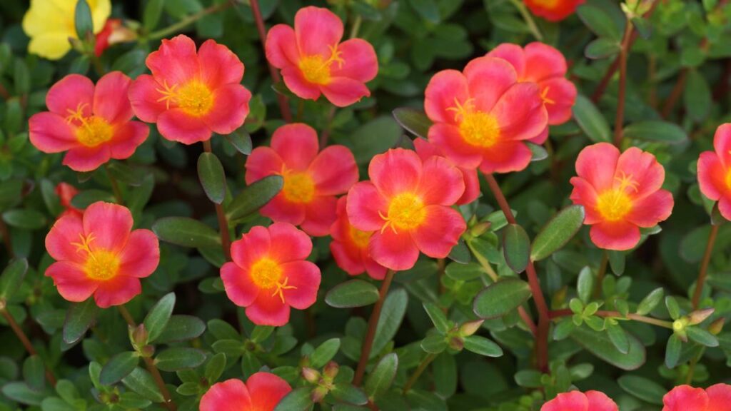 A flor mais prática e colorida para plantar em qualquer cantinho