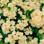 Como plantar e cuidar deste arbusto para ter flores e sombra o ano todo