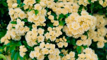 Como plantar e cuidar deste arbusto para ter flores e sombra o ano todo