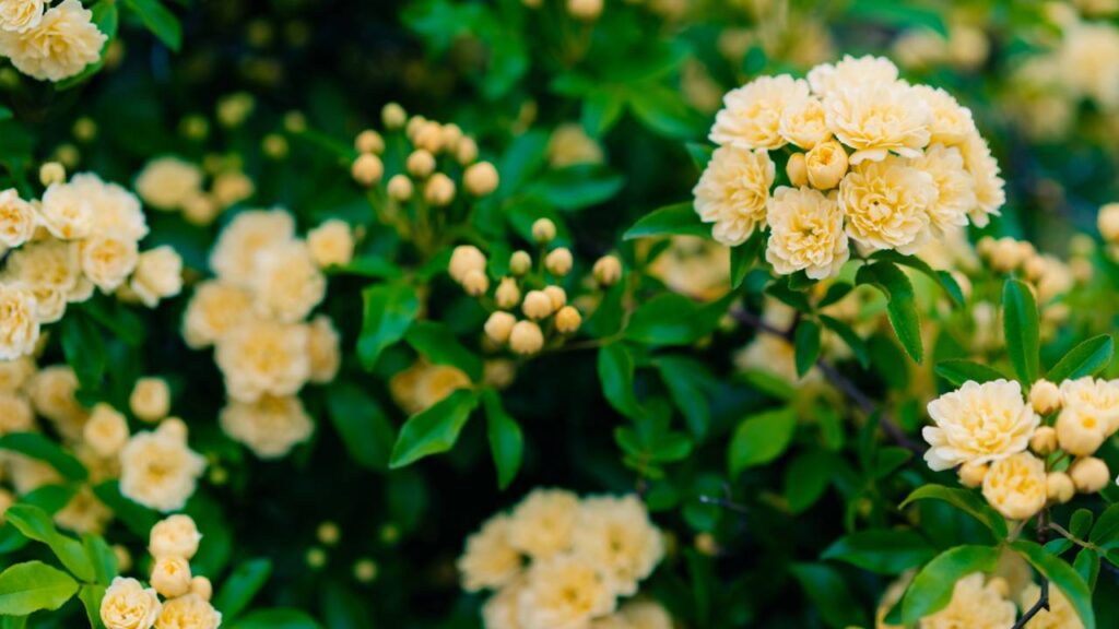 Como plantar e cuidar deste arbusto para ter flores e sombra o ano todo
