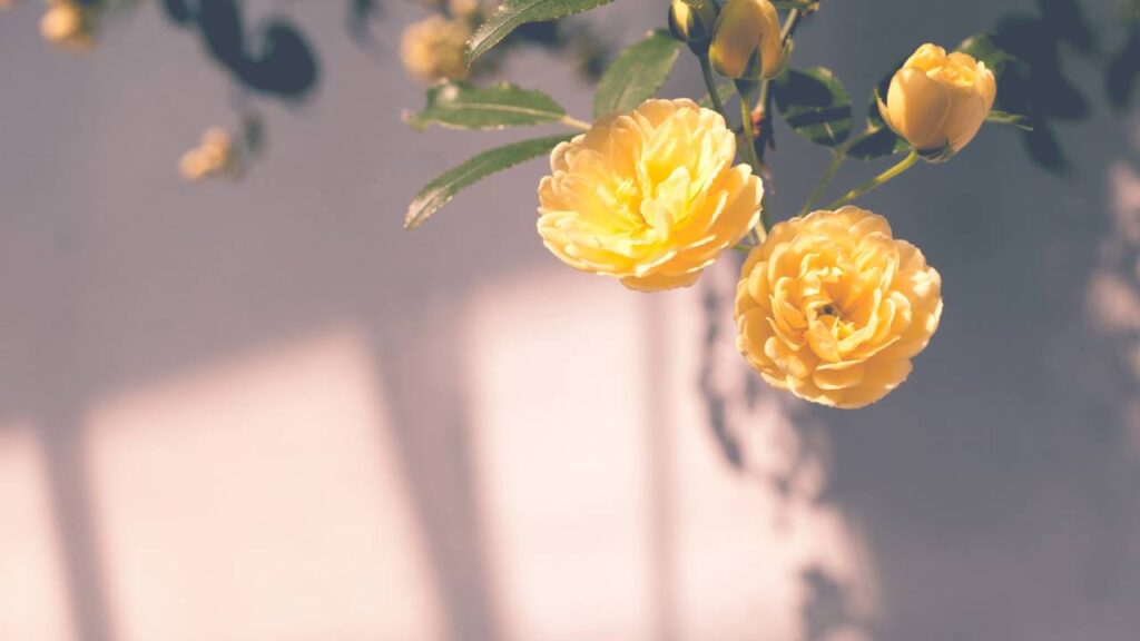 Como plantar e cuidar deste arbusto para ter flores e sombra o ano todo