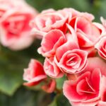 Ela floresce o ano inteiro e quase ninguém sabe o segredo dessa rosa britânica