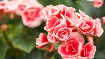 Ela floresce o ano inteiro e quase ninguém sabe o segredo dessa rosa britânica