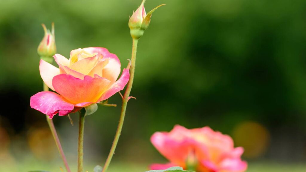 Ela floresce o ano inteiro e quase ninguém sabe o segredo dessa rosa britânica