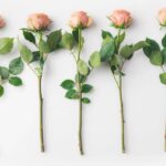 Essa rosa deixa qualquer jardim mais bonito e quase ninguém conhece