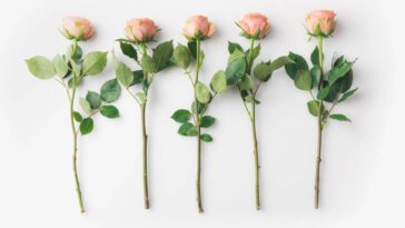 Essa rosa deixa qualquer jardim mais bonito e quase ninguém conhece