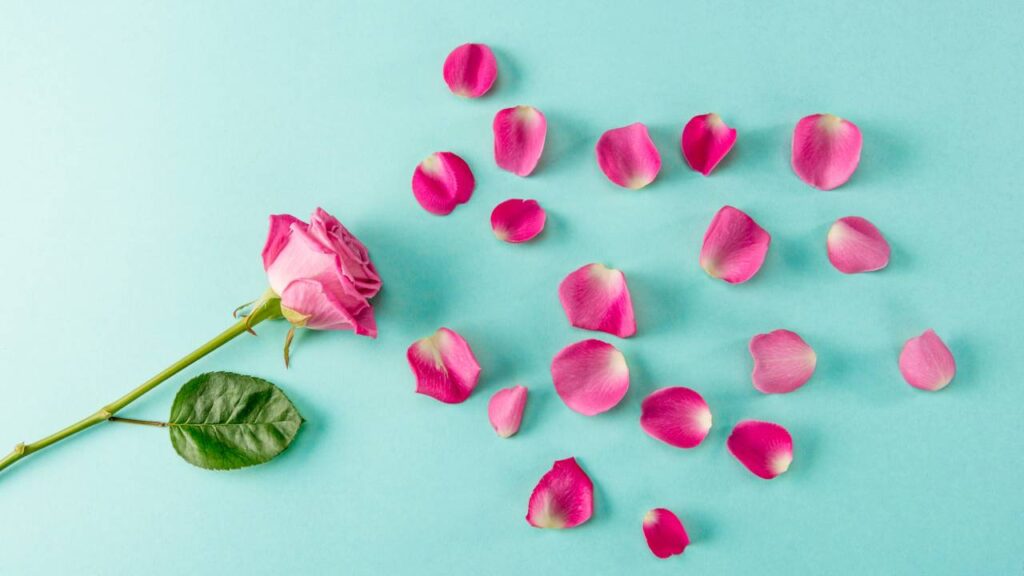 Essa rosa deixa qualquer jardim mais bonito e quase ninguém conhece