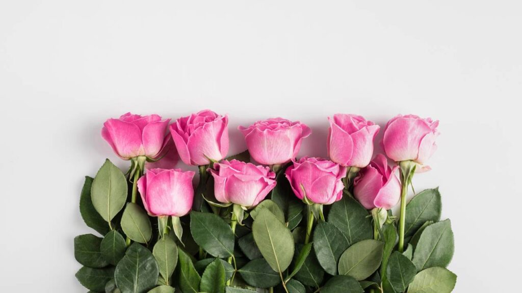 Essa rosa deixa qualquer jardim mais bonito e quase ninguém conhece