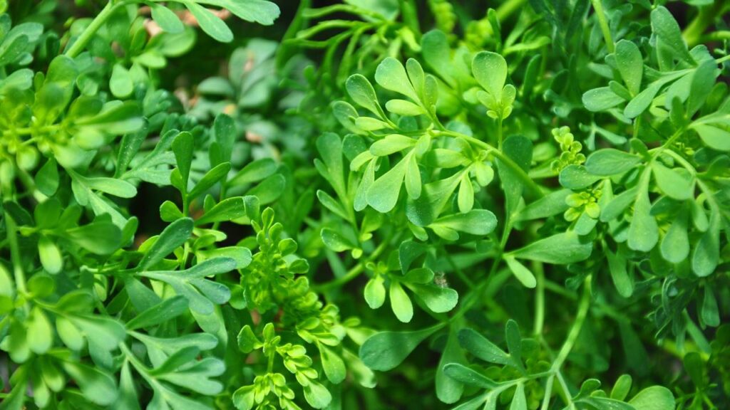 Melhor lugar para colocar arruda em casa segundo o Feng Shui