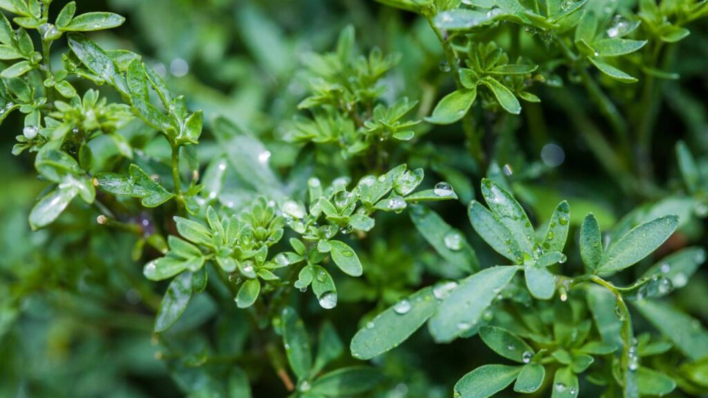 Melhor lugar para colocar arruda em casa segundo o Feng Shui