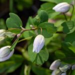Melhor lugar para colocar arruda em casa segundo o Feng Shui