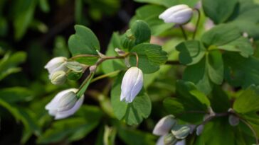 Melhor lugar para colocar arruda em casa segundo o Feng Shui