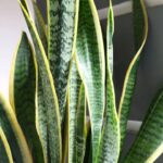 Coloquei gelo na espada-de-são-jorge e minhas plantas nunca cresceram tão bonitas