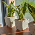 4 cuidados simples para deixar a língua de sogra sempre linda