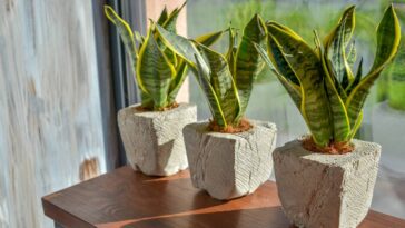 4 cuidados simples para deixar a língua de sogra sempre linda