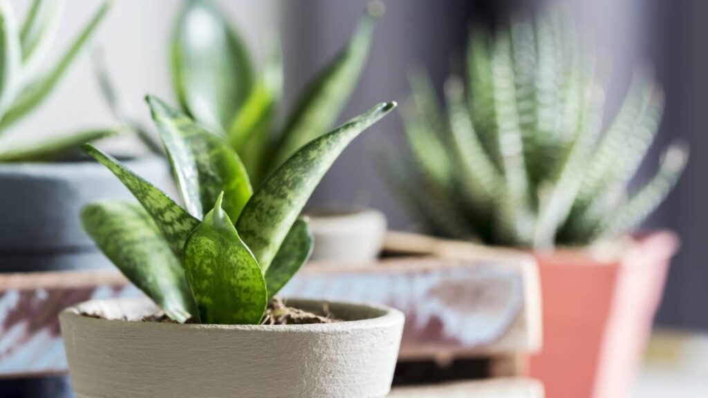 Café nas plantas, o truque simples que transforma seu cultivo em casa