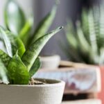 Café nas plantas, o truque simples que transforma seu cultivo em casa