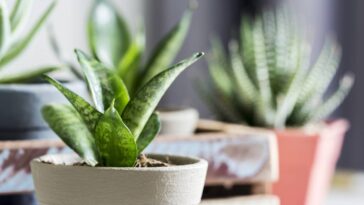 Café nas plantas, o truque simples que transforma seu cultivo em casa